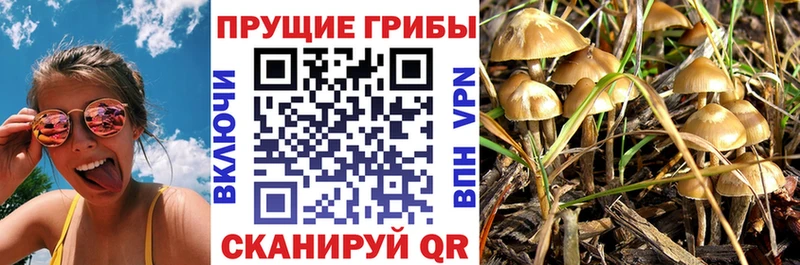 Псилоцибиновые грибы Cubensis  Тара 