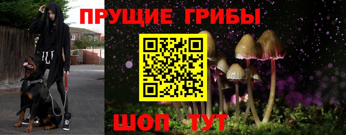 Тара  наркотики  Вход с VPN  Галлюциногенные грибы Cubensis 